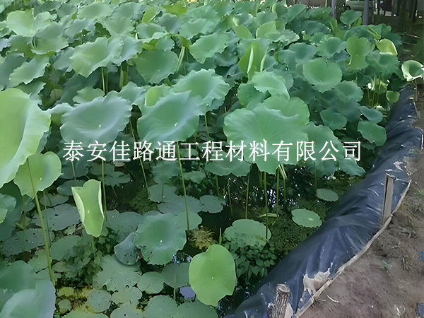 魚(yú)蝦養(yǎng)殖防滲膜坡面怎么處理?這些方法保穩(wěn)固防滲漏 魚(yú)蝦養(yǎng)殖防滲膜坡面怎么處理?這些方法保穩(wěn)固防滲漏